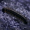 Caterpillar
