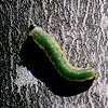 Caterpillar