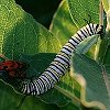 Caterpillar of Monarch Butterfly