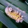 Caterpillar