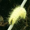 Caterpillar