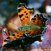 Comma