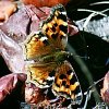 Compton Tortoiseshell