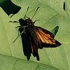 European Skipper