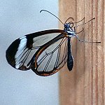 Exotic butterflies