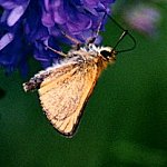 Hesperiidae