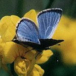 Lycaenidae