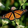 Monarch