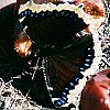Mourning Cloak