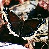 Mourning Cloak
