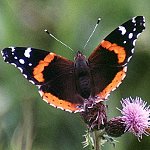 Nymphalidae
