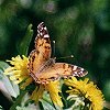 Painted Lady