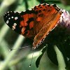 Painted Lady