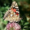 Painted Lady