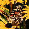 Painted Lady