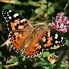 Painted Lady