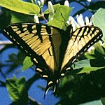 Lepidoptera