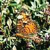 Pearl Crescent
