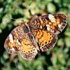 Pearl Crescent