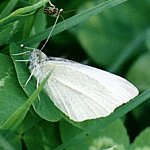Pieridae