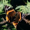 Red Admiral