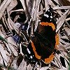Red Admiral