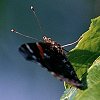 Red Admiral