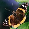 Red Admiral