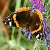 Red Admiral