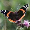 Red Admiral
