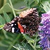 Red Admiral