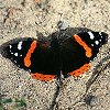 Red Admiral