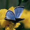 Silvery Blue