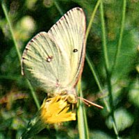 Clouded Sulphur