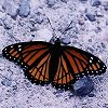 Viceroy