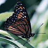 Viceroy