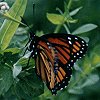 Viceroy