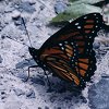 Viceroy