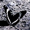 White Admiral