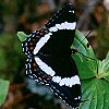 White Admiral