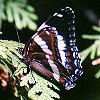 White Admiral