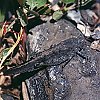 Carolina Locust