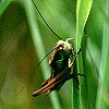 Shield-backed Katydid