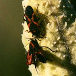 Seed Bugs