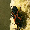 Small Eastern Milkweed Bug