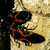 Small Eastern Milkweed Bug