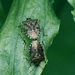 Hemiptera
