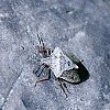 Stink Bug