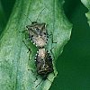 Stink Bug