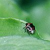Stink Bug
